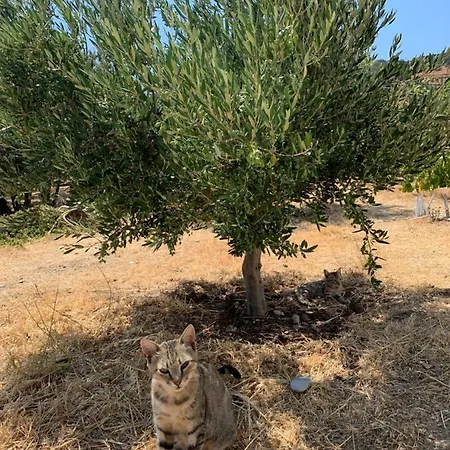 Sunrise Dream * Agia Mavra