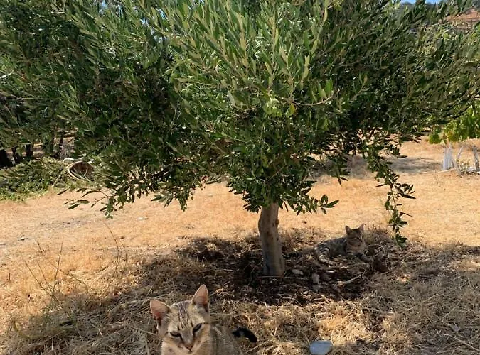 Sunrise Dream * Agia Mavra